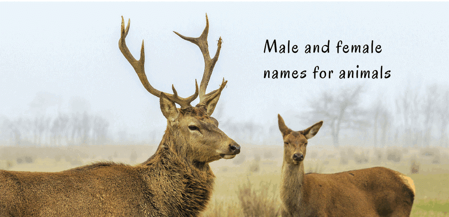 Male and Female Animal Names